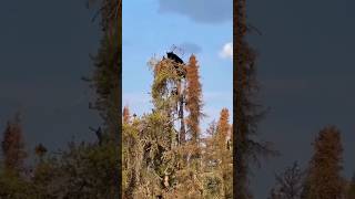 Black Bear vs Young Eagle Natures Epic Showdown [upl. by Therese]