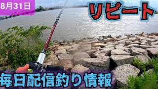 またいた… リピートしてきました 毎日配信釣り情報！旧江戸川シーバス！やはりゴミが多かったです。 [upl. by Notsud]