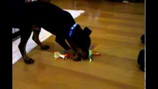 Cute Manchester Terrier Puppy and His Favorite Toy [upl. by Kendrah]