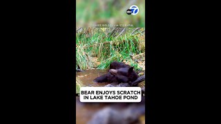 Bear enjoys scratch in Lake Tahoe pond [upl. by Chambers8]