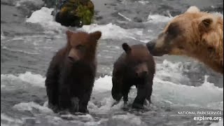 128 Grazer and Her Cubs in the Riffles  July 26 2024 exploreorg [upl. by Einre]