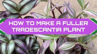 How to get a fuller Tradescantia Plant  Propagation  Zebrina amp Nanouk [upl. by Radborne]