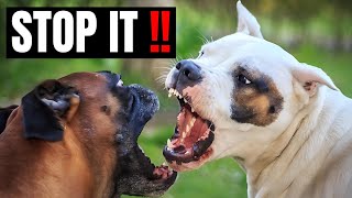 How To Stop A Staffy Attacking Other Dogs [upl. by Ahtanoj316]