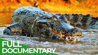 Wildlife  Episode 2 Crocodiles Alligators Caimans amp Gharials  Free Documentary Nature [upl. by Anhsirk]