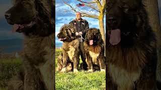 Caucasian Shepherd of JOZO dog bigdog dogs animals doglover puppy [upl. by Yffat]