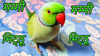 Talking Mitthu Betu  Parrot Talking Mummy Papa [upl. by Ygief]