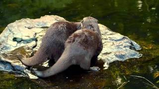 Mating Otters  Wetlands London [upl. by Thoer]