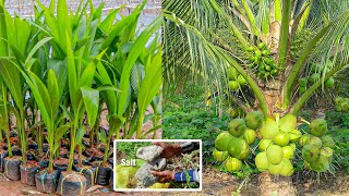 How to Grow Coconut Tree fast harvest in 3 years  Growing Coconut Tree From Seed  Coconut Farming [upl. by Guillema]