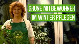 ZimmerpflanzenPflege im Winter  Der Grüne Tipp [upl. by Ydnerb]