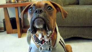 Boxer dog saying Mom Whos your favorite [upl. by Vergil]