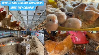 17 How to Care for Day Old Chicks Until They Grow [upl. by Dnanidref]