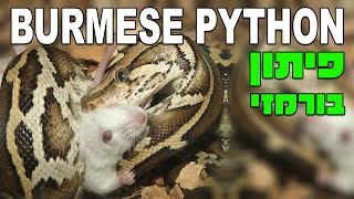 Python molurus bivittatus נחש פיתון בורמזי אוכל עכבר חי [upl. by O'Carroll]