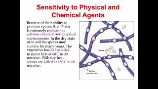 Bacillus anthracis [upl. by Sherborne44]