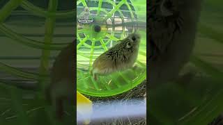 Hamster on the Run Wheel Speedster 🐹🎡 cat cats funny shorts fyp [upl. by Ahcsrop]