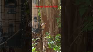 Female Cardinal Bird Feeding [upl. by Zenitram122]