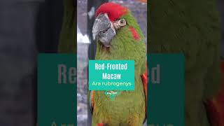 So many beautiful macaws😍 birds macawsworld macaws macawsaroundtheworld TheParrotPodcast [upl. by Ephram]