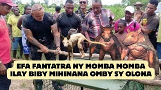 EFA FANTATRA NY MOMBA ILAY BIBY MIHINANA OMBY SY OLONA [upl. by Ajan]