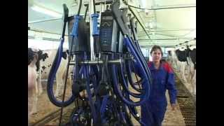 DeLaval Carrier Rail in stanchion barn [upl. by Euqinimod]