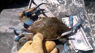 How to Trot Line for Blue Crabs  Clam Bags [upl. by Jecon]