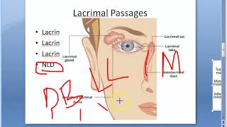 Ophthalmology 395 a Lacrimal Gland Apparatus Anatomy Structure Parts Valve Rosenmuller Hasner Puncta [upl. by Gurtner379]