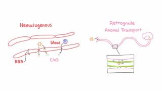 Introduction to Viral Meningitis Encephalitis and Meningoencephalitis [upl. by Steven]