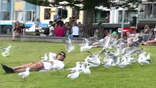 Crazy Seagull Bird Prank [upl. by Graehme]