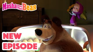 🔴 LIVE STREAM 🎬 Masha and the Bear 🙌 Hoorays and Highfives 🖐️👍 [upl. by Eetnwahs180]