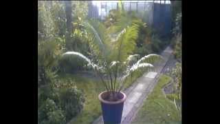 Cycad flush  Cycas Circinalis [upl. by Anazraf775]