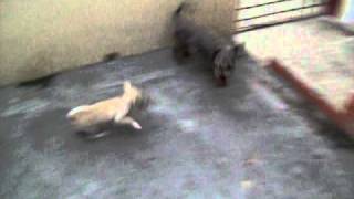 LA PELEA DE PERROS MAS VISTA EN YOUTUBE [upl. by Anemolif]