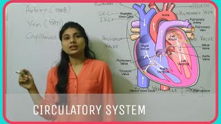 Circulatory System  Biology  Heart परिसंचरण तंत्र  Blood vessels  artery  vein circulation [upl. by Nerrak783]