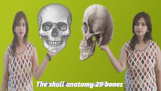 The Skull 29 Bones Anatomy [upl. by Argus871]