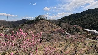 埼玉県 花桃の郷（2024 0321）花桃 [upl. by Badger]