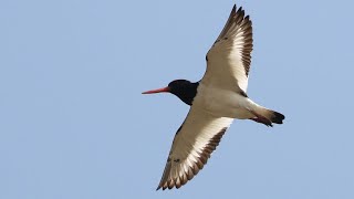 Oystercatcher Spectacular Flight to Roost  British Birding [upl. by Oap]