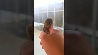 Finger Pygmy marmoset Monkey [upl. by Ten]