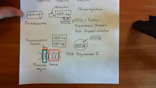 Hypoxia Inducible Factor HIF Part 2 [upl. by Giarg]