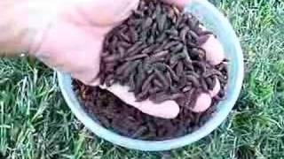 A 5 day harvest of prepupal Black Soldier Fly larvae [upl. by Jakoba638]