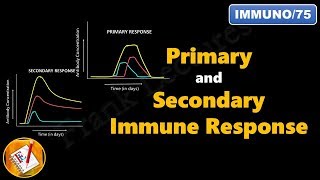 Primary and Secondary Immune Response FLImmuno75 [upl. by Hershel]