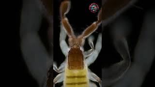 Creepy Crawlies on Your Face The Truth Revealed shorts viral [upl. by Janna]