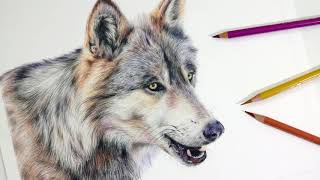 HOW TO DRAW A REALISTIC WOLF  Colored Pencil Drawing Tutorial [upl. by Ttegirb]