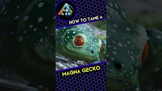 How to tame a Magna Gecko [upl. by Aala202]