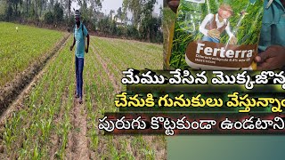 ferterra మందు కొడుతున్నాం మా మొక్కజొన్న చేనుకి కత్తెర పురుగు కొట్టకుండా [upl. by Annelg]