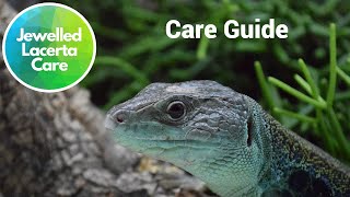 Jewelled Lacerta Care Guide timon lepidus eyed lizard [upl. by Kawai976]