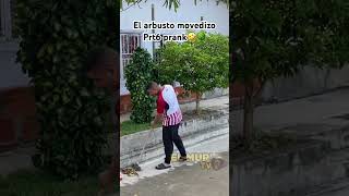 El arbusto🌳Movedizo prank humor bromas viral fypシ゚viral funny lol prank shorts fyp comedy [upl. by Hamimej]