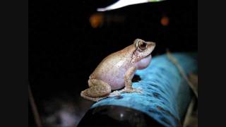 Coqui frogs UP CLOSE and LOUD [upl. by Onitram429]