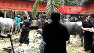 Indonesië  Traditionele ceremonie bij begrafenis Tana Toraja Sulawesi [upl. by Og67]