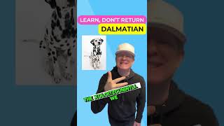 Discover the Unique Dalmatian and Its Group petzpaws learndontreturn dalmatian dogbreed dog [upl. by Enilram]