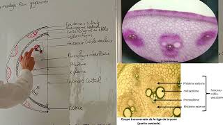 Étude des tissus primaire cas de  CT  Bryonia et Cynodon  Gazon  TP Biologie Végétale [upl. by Nawd]