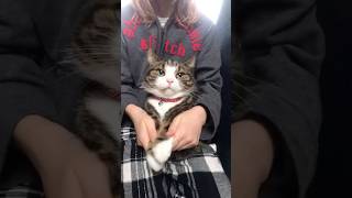 Frankie doing the apt dance music song pop lyrics edit viralvideo foryoupageシ cat cutecat [upl. by Ynnaf966]