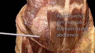 8 Músculos abdominales anteriores Transverso y oblicuo interno [upl. by Dowdell625]