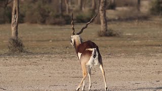 Deer turns and Poops towards the Camera  Animals Pooping [upl. by Yemrots]